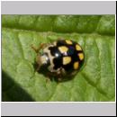 Propylea quatuordecimpunctata -Schwarzgefleckter Marienkaefer 17.jpg